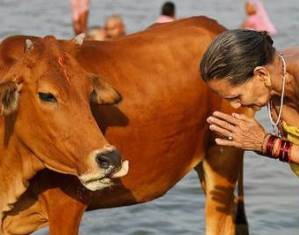 Священная Корова в Индии